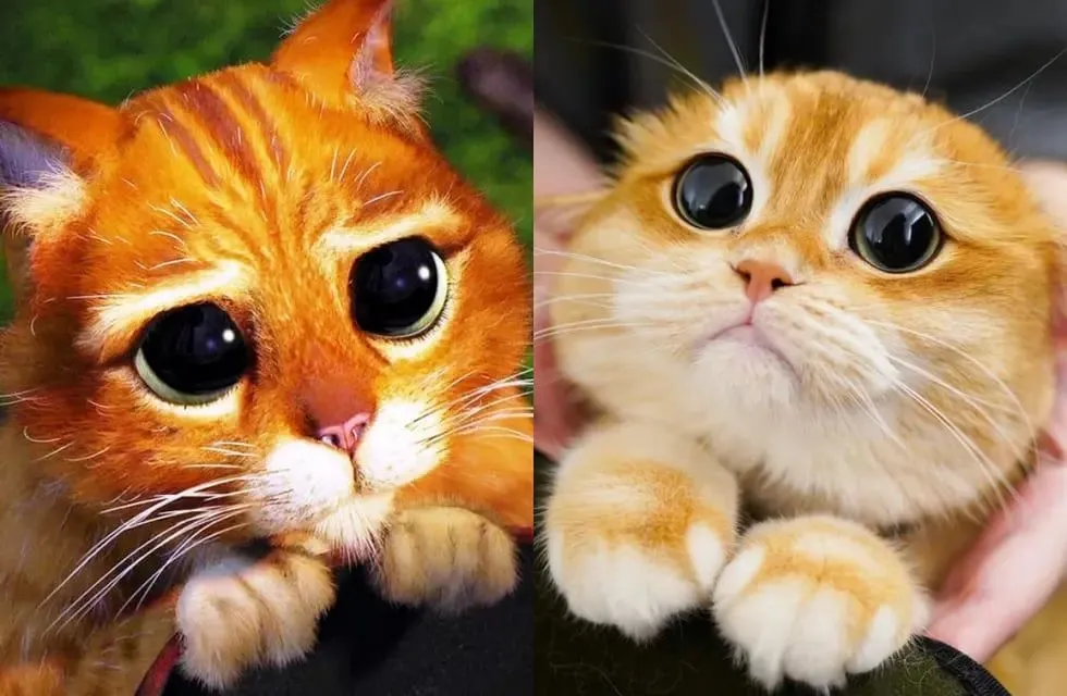 Encontraron al Gato con botas de Shrek en Nueva York!