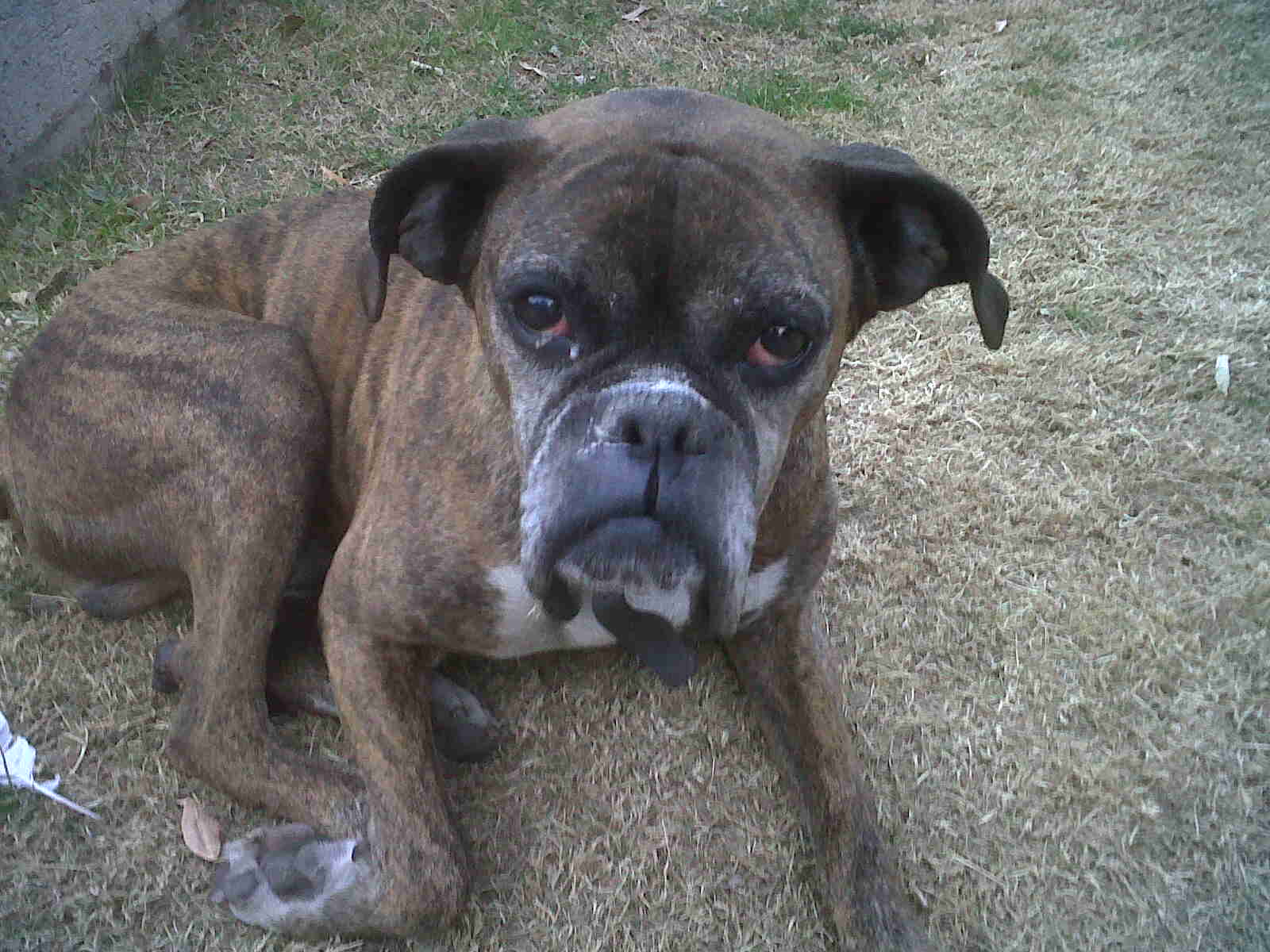 Encontré un Boxer atigrado el 27/7/2012