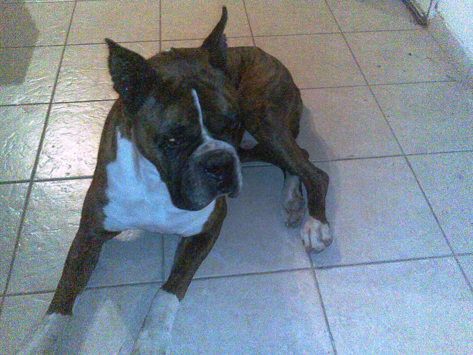 Encuentran un perro Boxer