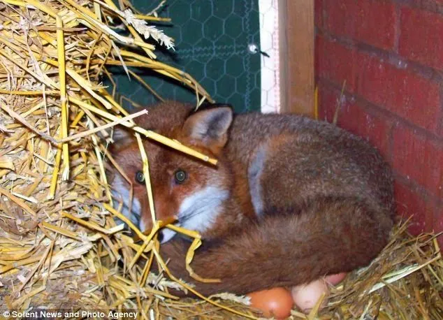 Encuentran a un zorro "empollando" huevos de gallina | Seamos Más ...