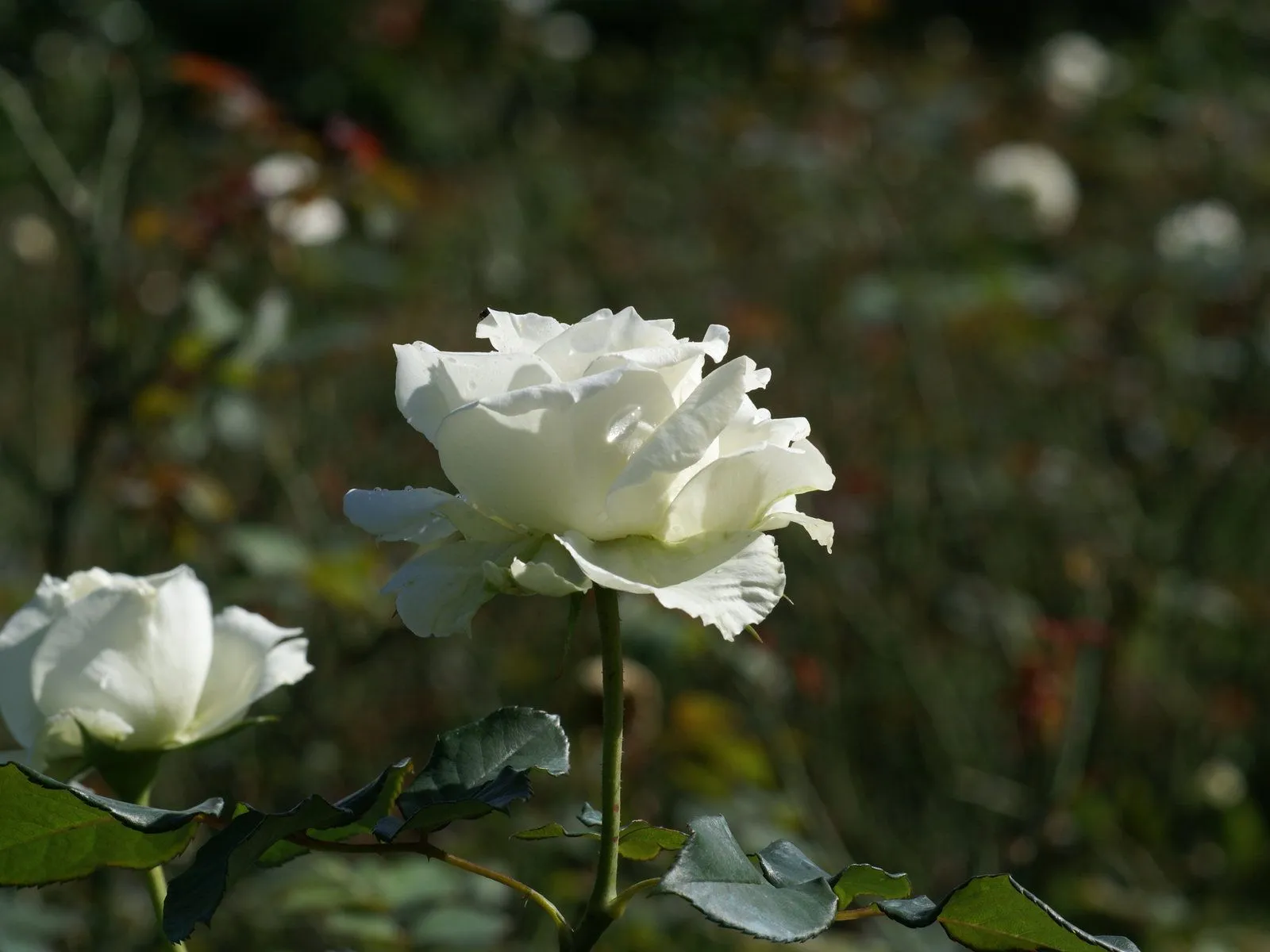 Encuentro con milmayos: Rosas blancas como un poema