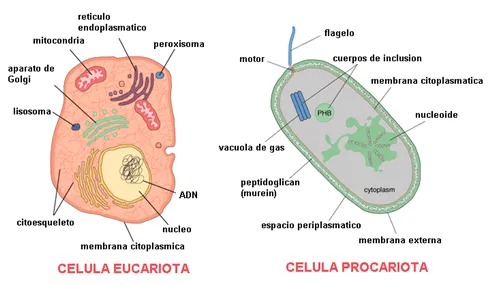 Endosimbiosis (1): ¿Bacterias dentro de Bacterias? | La Ciencia y ...