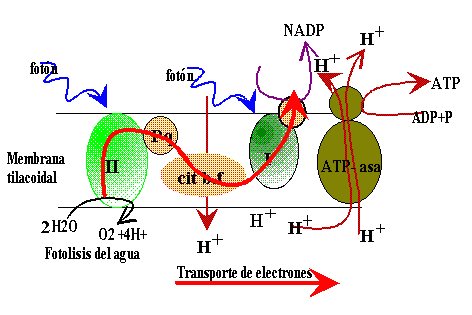 Energía en seres vivos