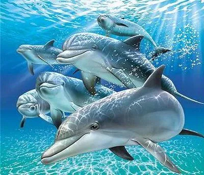 Delfines en movimiento - Imagui