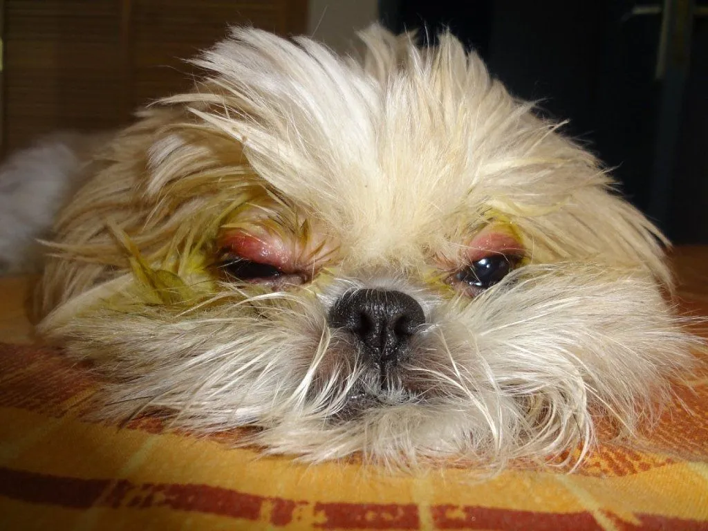 Enfermedad Shitzu | Cuidar de tu perro es facilisimo.