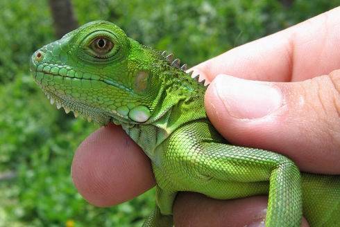 Enfermedades de las iguanas | Cuidar animales y mascotas