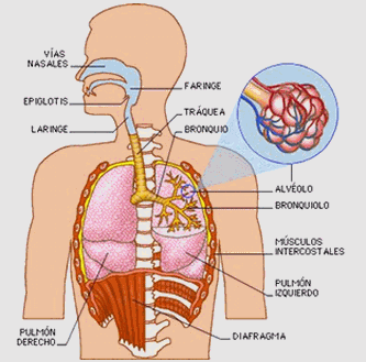 Enfermedades profesionales, respiratorias y de la piel (página 2 ...