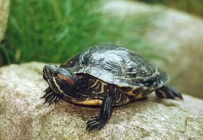 Enfermedades de la tortuga de agua