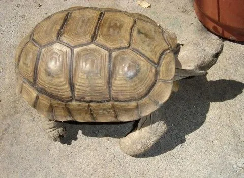 Enfermedades de la tortuga de tierra