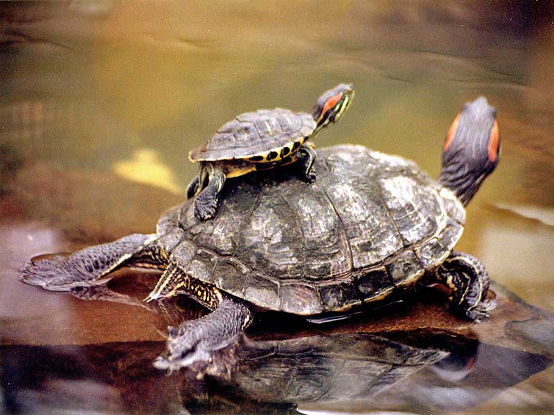 Enfermedades de las tortugas de agua