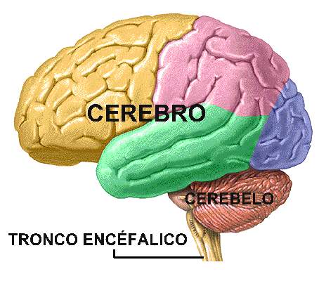 EnfermeraInforma: Sistema nervioso central: encéfalo y médula espinal