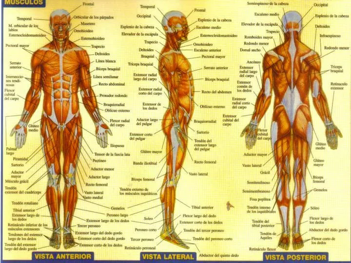 Dibujo del sistema muscular y sus partes - Imagui