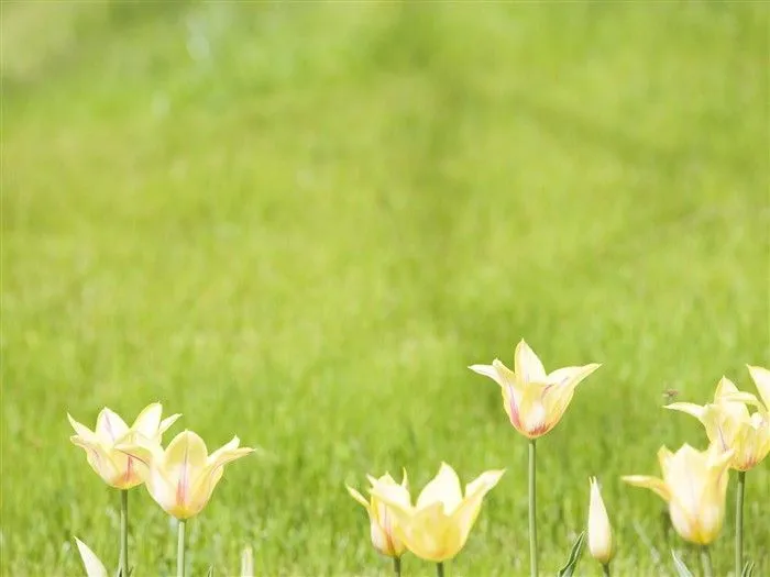 Enfoque suave flor de Escritorio #11 - Fondo de pantalla de vista ...