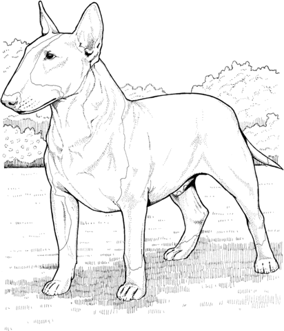 English Bull Terrier coloring page | Super Coloring