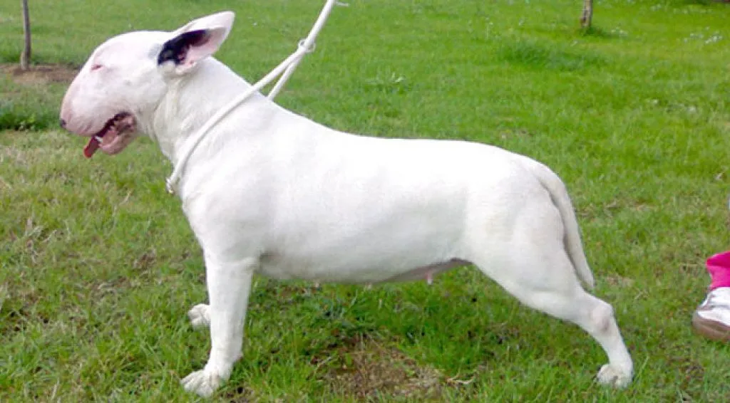 english bulldog | Cuidar de tu perro es facilisimo.