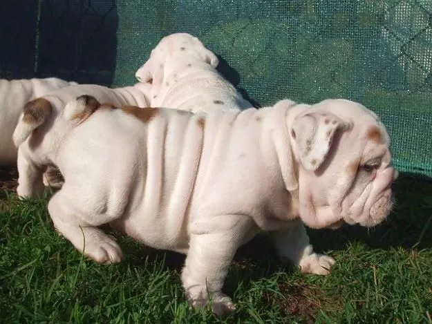 English Bulldog - Dog-site