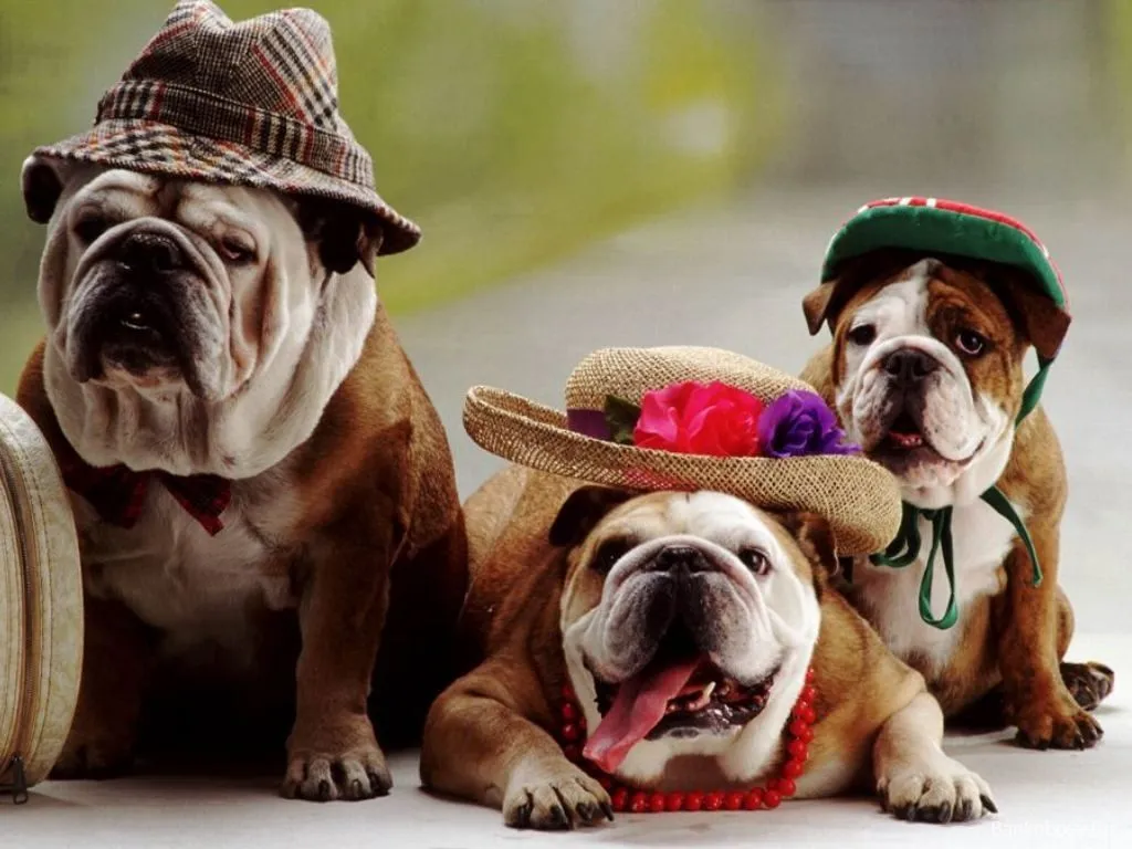 English Bulldogs