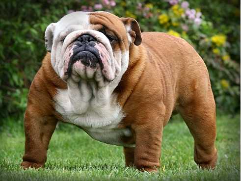 English bulldogs have been screwed for a long time | Canis lupus ...