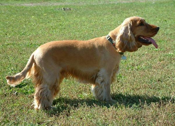 English Cocker Spaniel