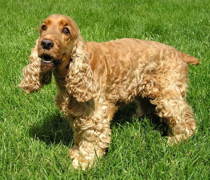 English Cocker Spaniel - Animals - A-Z Animals - Animal Facts ...