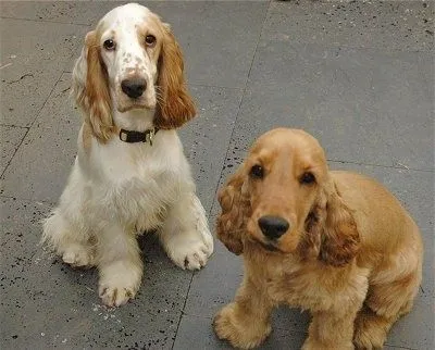 English Cocker Spaniel Information and Pictures