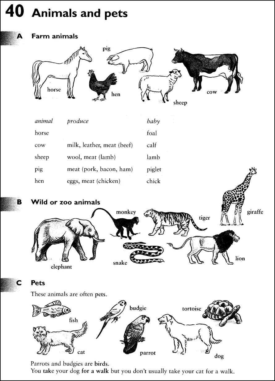 English for Primary students: Animals