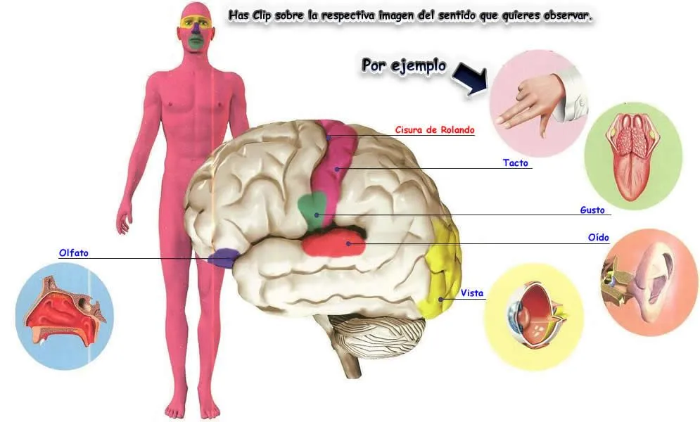 ENIGMAS DEL CUERPO HUMANO: *LOS 5 SENTIDOS DEL CUERPO HUMANO