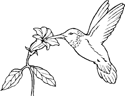 Un colibri dibujo - Imagui