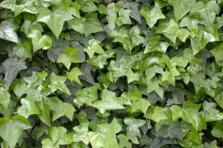 Enredaderas y cubresuelos - Guia de Jardineria - Jardines y ...