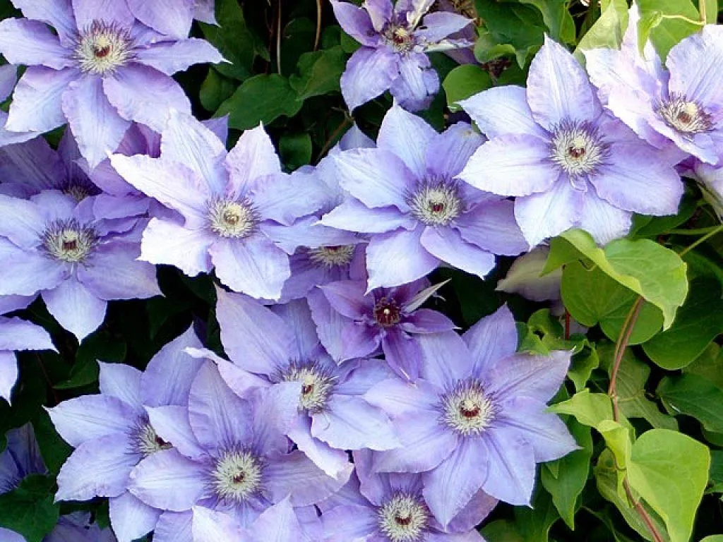 enredaderas de flores | Cuidar de tus plantas es facilisimo.