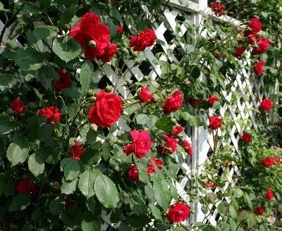 ENREDADERAS O TREPADORAS PARA CUBRIR PARED EN JARDIN : TERRAZAS Y ...