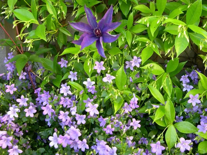 ENREDADERAS O TREPADORAS PARA CUBRIR PARED EN JARDIN : TERRAZAS Y ...