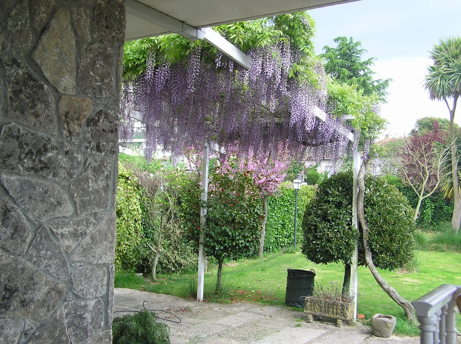 ENREDADERAS O TREPADORAS PARA CUBRIR PARED EN JARDIN : TERRAZAS Y ...