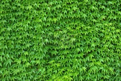 ENREDADERAS O TREPADORAS PARA CUBRIR PARED EN JARDIN : TERRAZAS Y ...