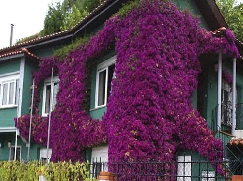 ENREDADERAS O TREPADORAS PARA CUBRIR PARED EN JARDIN : TERRAZAS Y ...