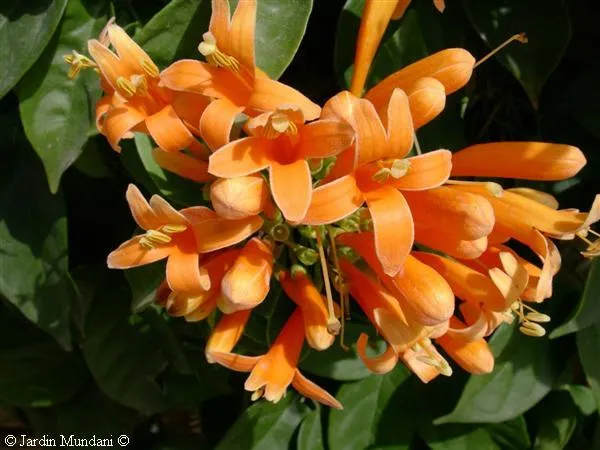 ENREDADERAS O TREPADORAS PARA CUBRIR PARED EN JARDIN : TERRAZAS Y ...