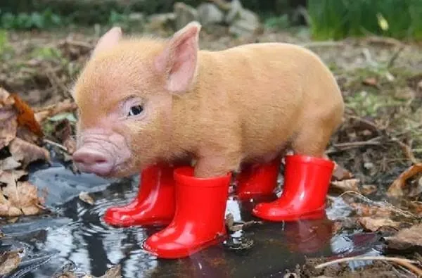 ENSALADA TEMÁTICA: CHANCHO CON BOTAS