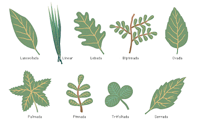 Enseñanza de las Ciencias Naturales: El cambio en las plantas