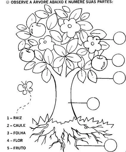 ENSINANDO E APRENDENDO COM A PROFª ANA ALICE: PARTES DAS PLANTAS