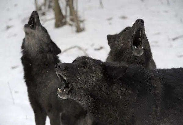 Entendendo o uivar dos lobos | Make It Clear Brasil
