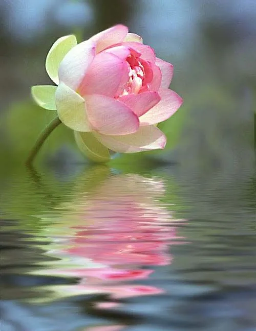 Entendiendo la naturaleza de la enfermedad | FLORES DE BACH