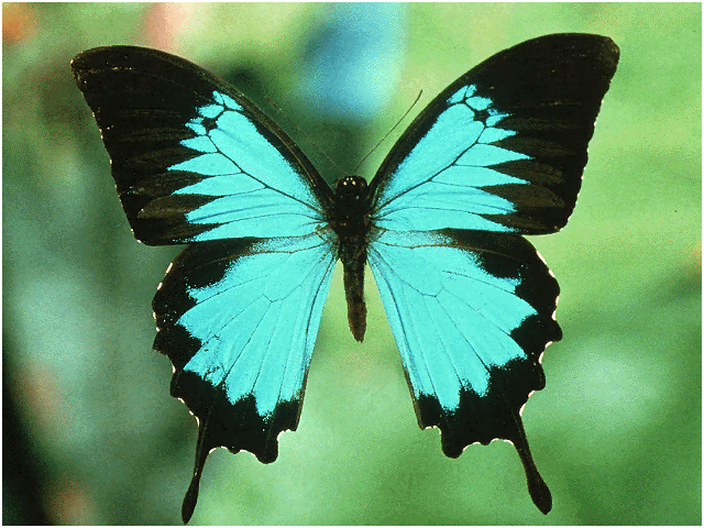 ENTOMOLOGIA FORESTAL LETYCYA: TIPOS DE ORDENES MAS IMPORTANTES ...