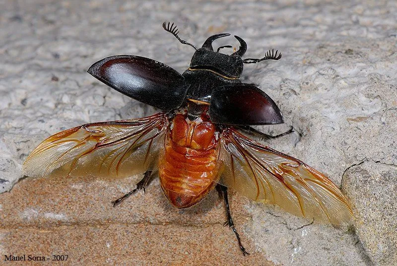 Entomología | Paseo por la vida