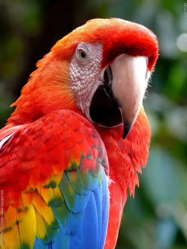 Entorno Verde: La Guacamaya Roja