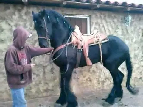 ENTRENAMIENTO CABALLO FRISIAN RANCHO DIAMANTE PARTE 1 - YouTube