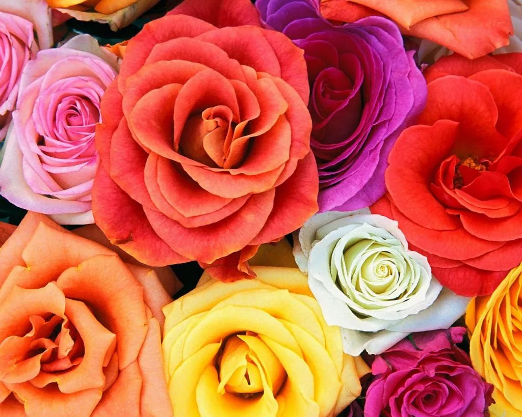 Enviflora: Rosas de colores ¿qué significa cada una?