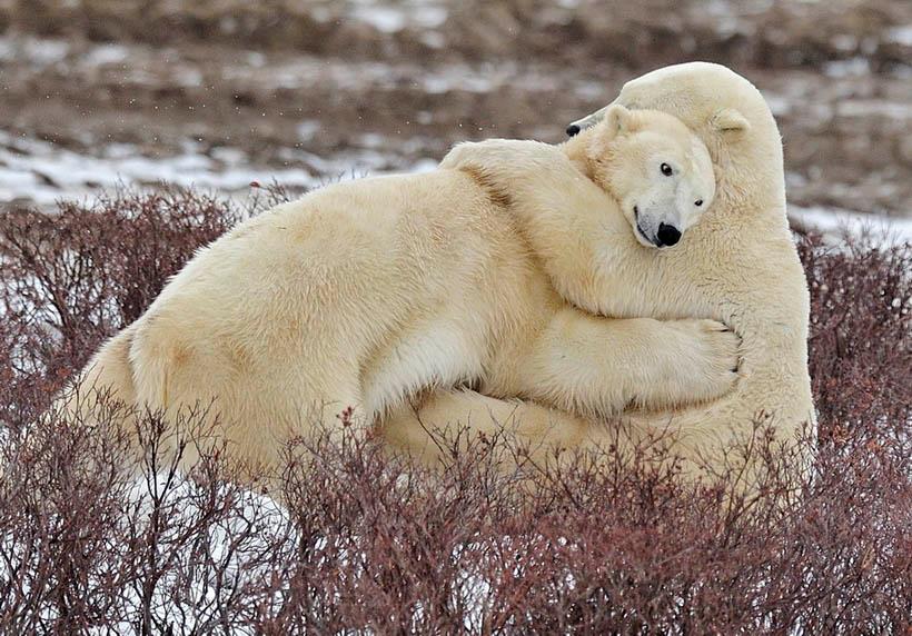 Te envío este abrazo de oso G. de R. de despedida, aunque aun ...