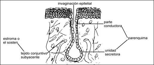 Epitelios de revestimiento y glandulares - Monografias.com