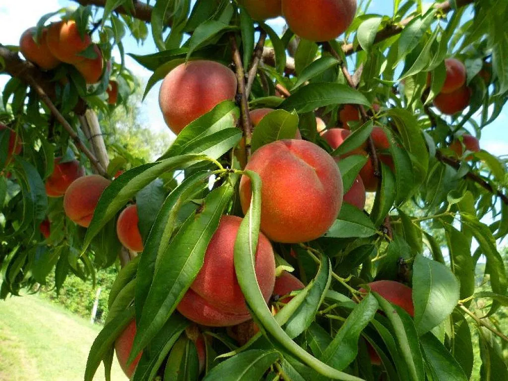 Cuál es la mejor época para plantar árboles frutales? | Cuidar de ...