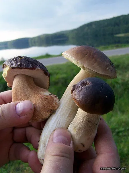 Es época para la recolección de hongos comestibles. Un local nos ...